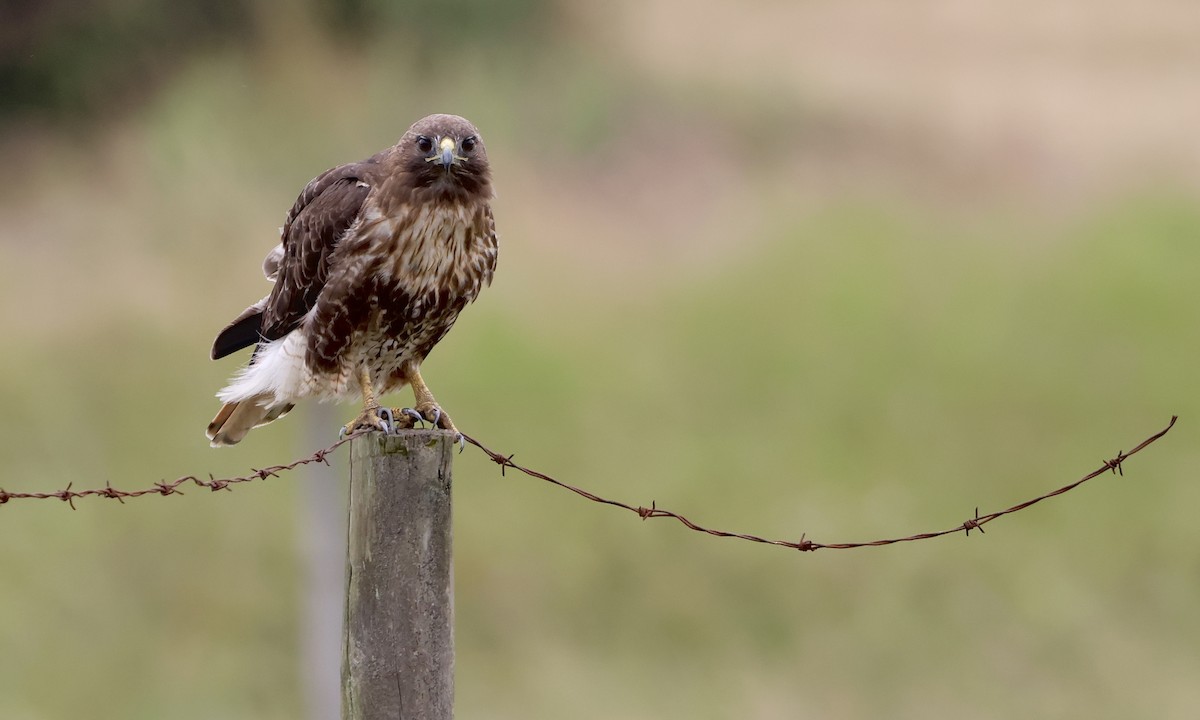 Red-tailed Hawk - ML638298247