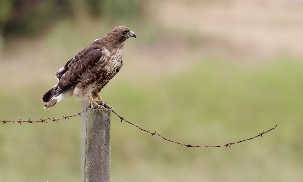 Red-tailed Hawk - ML638298248