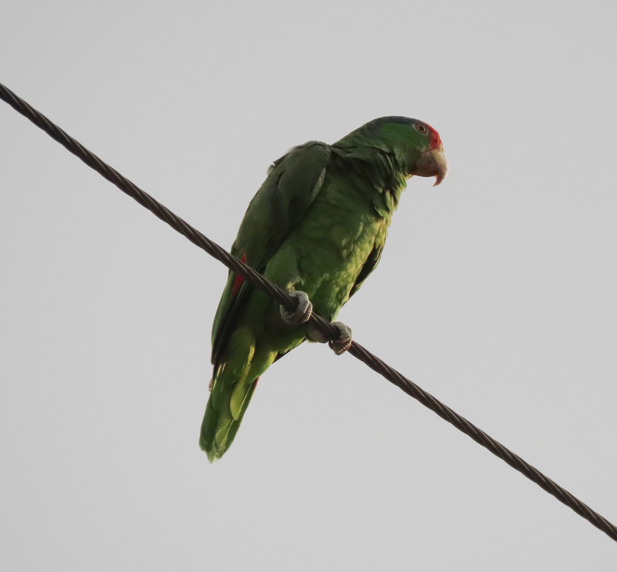 Red-crowned Amazon - ML638298255