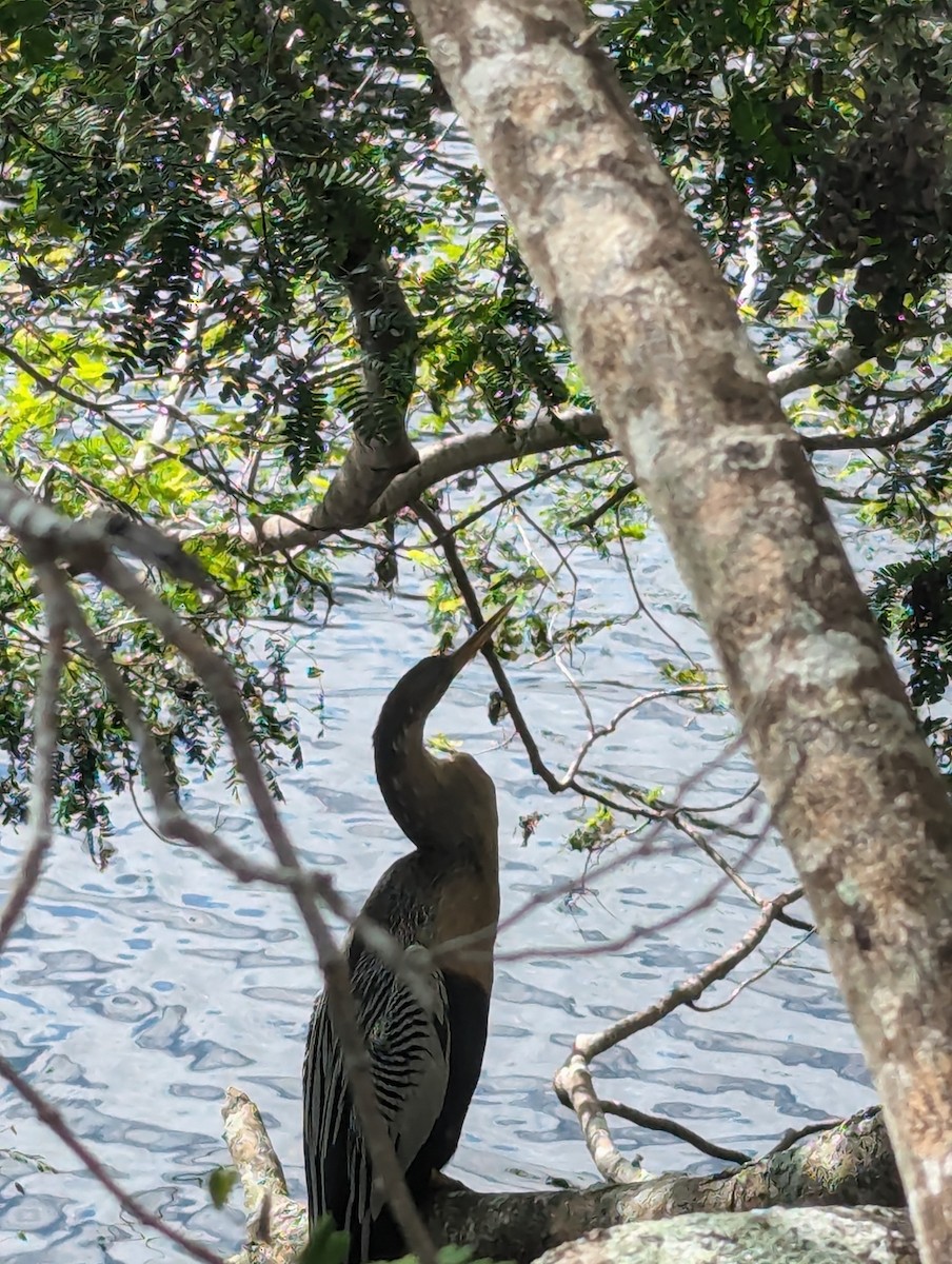 Anhinga - ML638298258