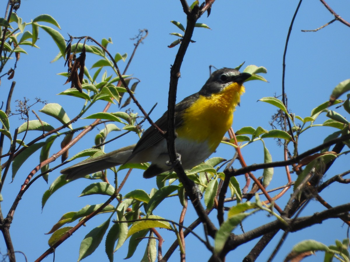 Yellow-breasted Chat - ML638298262