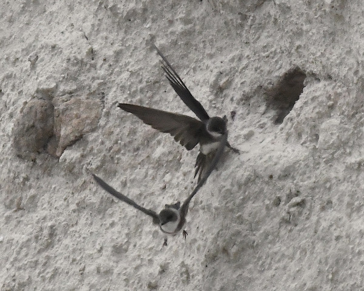 Bank Swallow - ML638298269