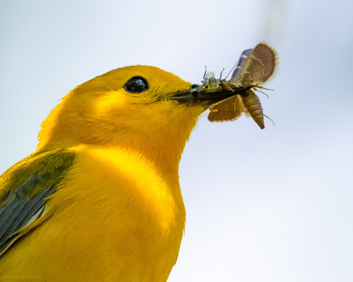 Prothonotary Warbler - ML638298274
