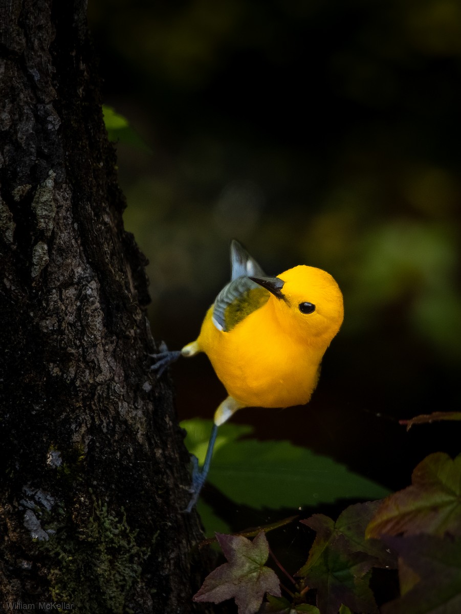 Prothonotary Warbler - ML638298277