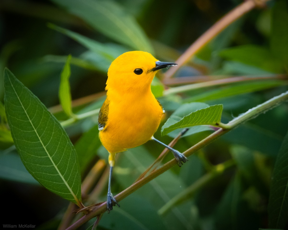 Prothonotary Warbler - ML638298278
