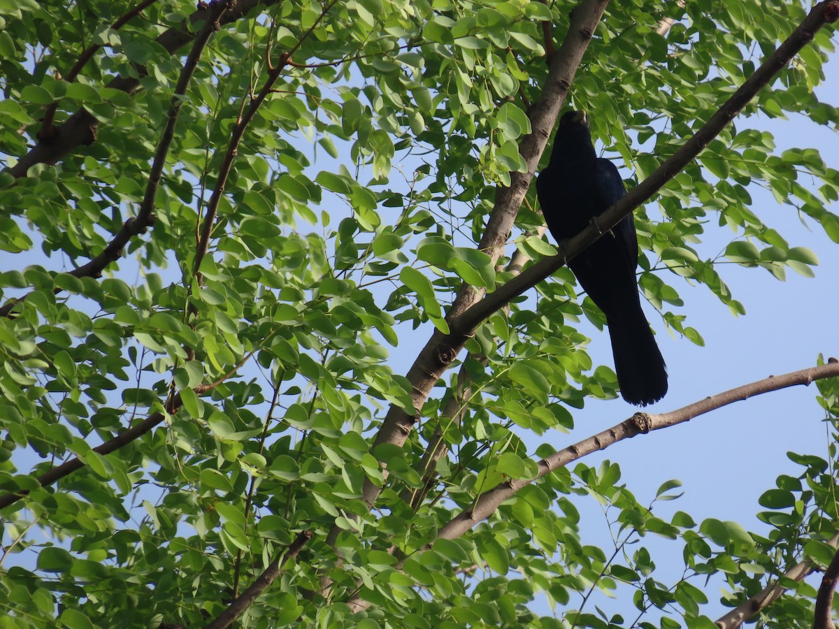 kukačka koel - ML638298283