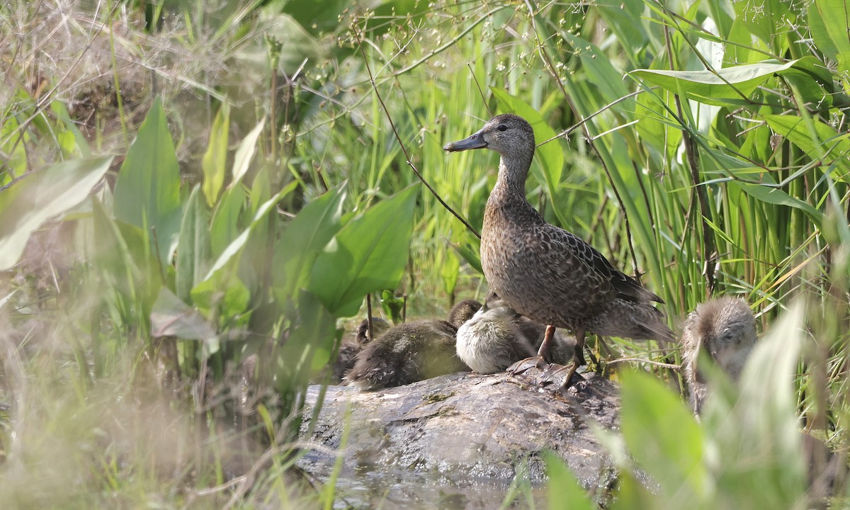 Blue-winged Teal - ML638298286