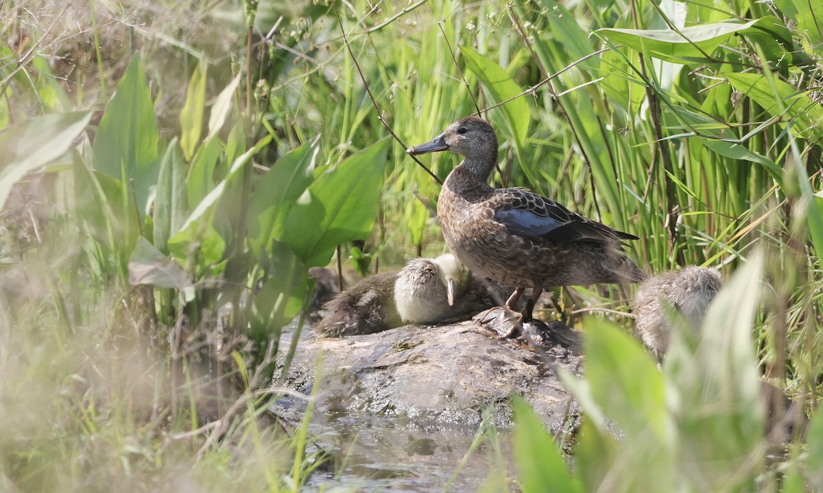 Blue-winged Teal - ML638298287