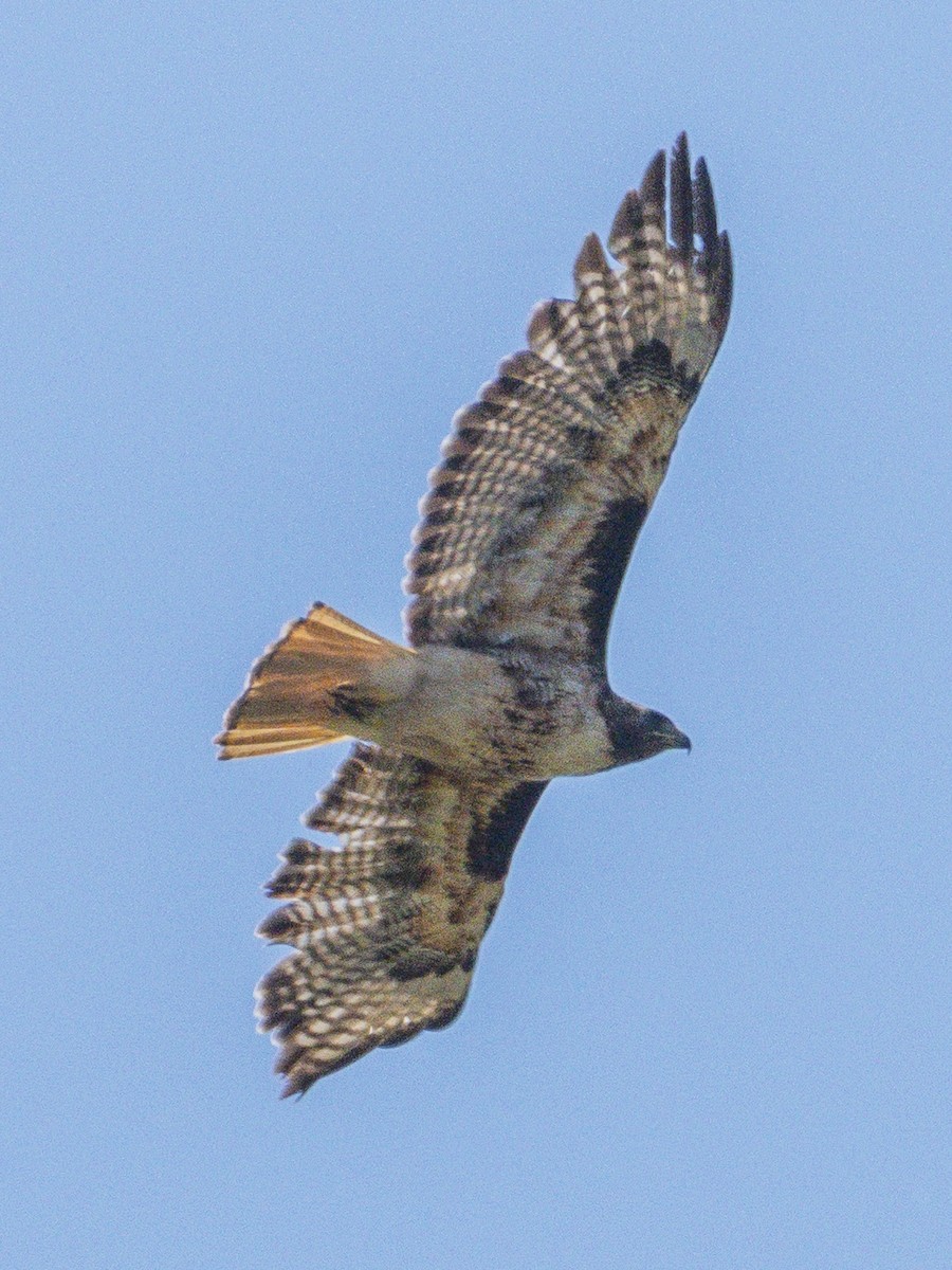 Red-tailed Hawk - ML638298307