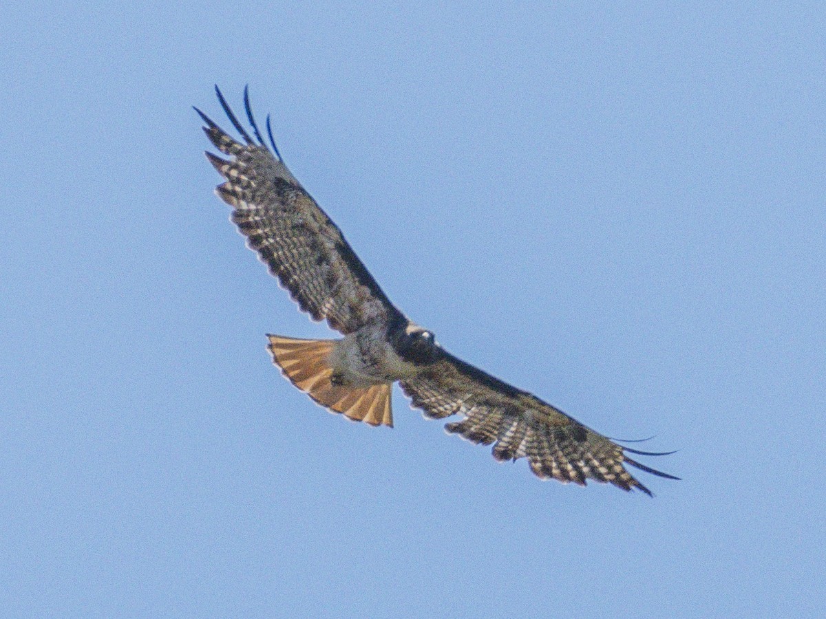 Red-tailed Hawk - ML638298308