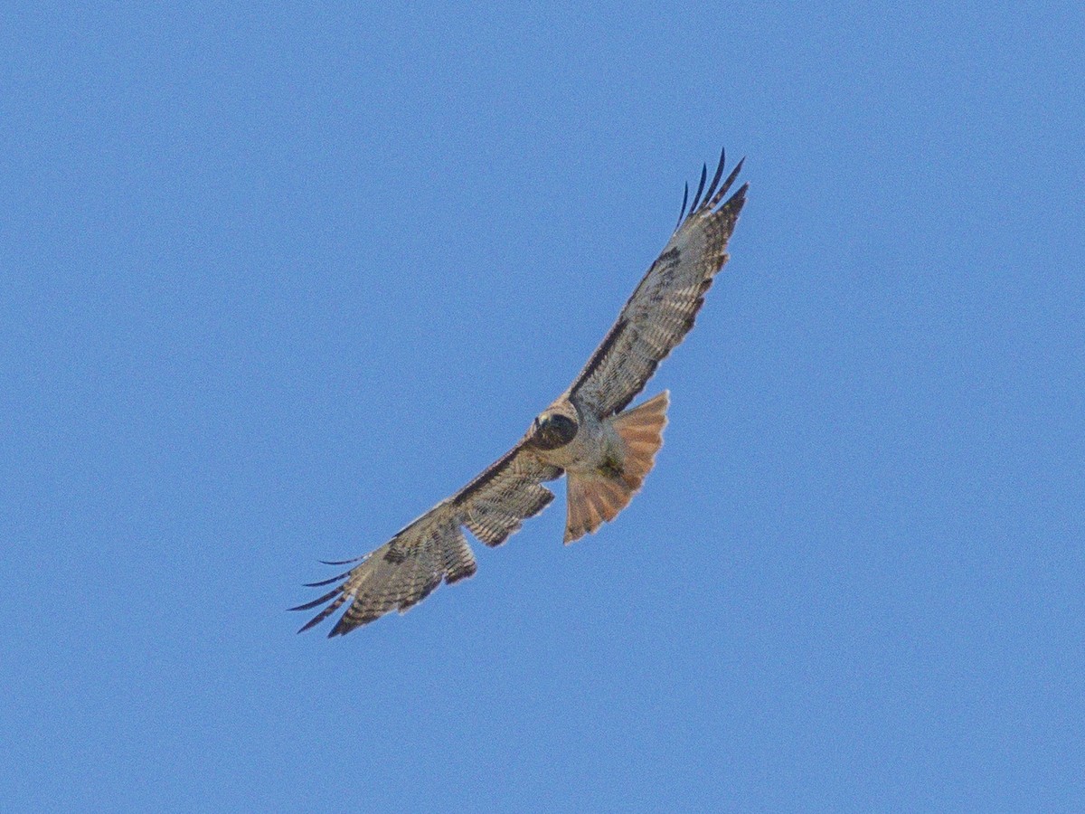 Red-tailed Hawk - ML638298309