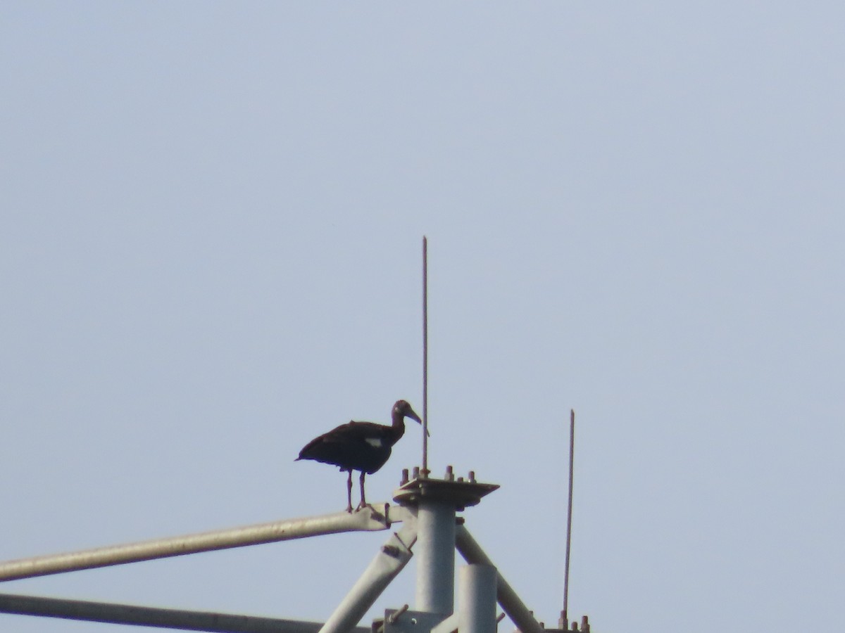 ibis bradavičnatý - ML638298311