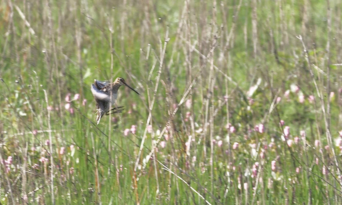 bekasina severoamerická - ML638298312