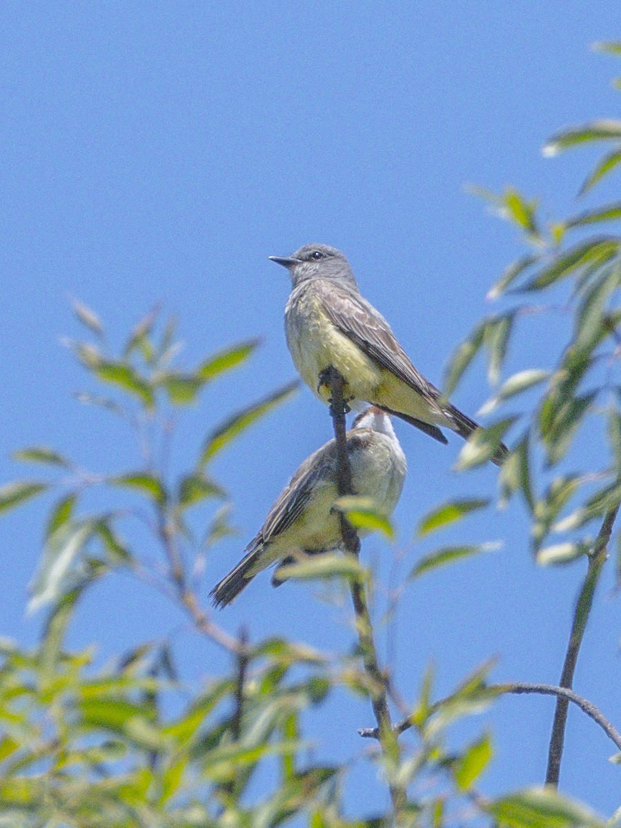 Cassin's Kingbird - ML638298313