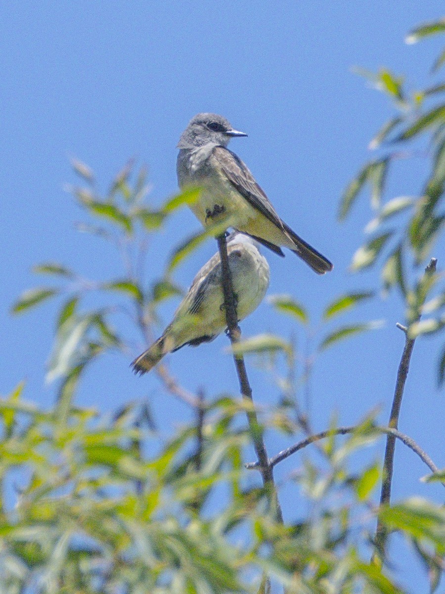 Cassin's Kingbird - ML638298315