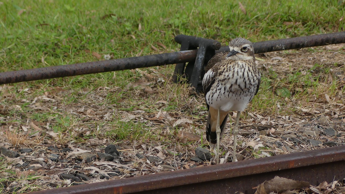 Bush Thick-knee - ML638298319