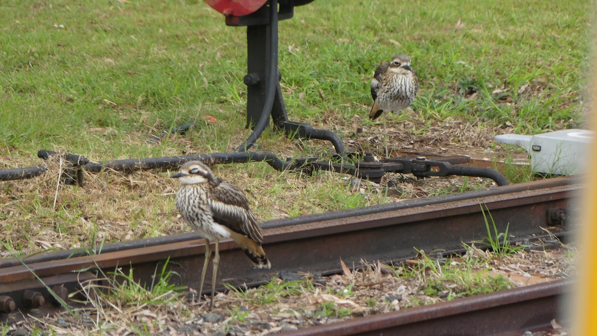 Bush Thick-knee - ML638298320
