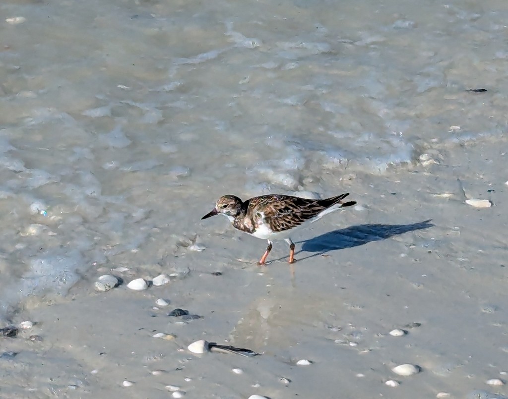 Ruddy Turnstone - ML638298333