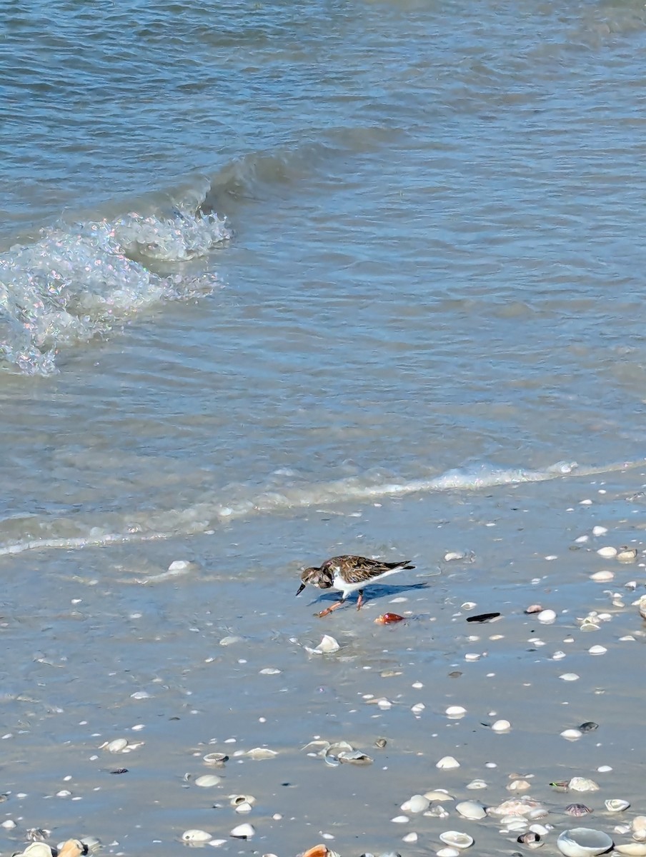 Ruddy Turnstone - ML638298334