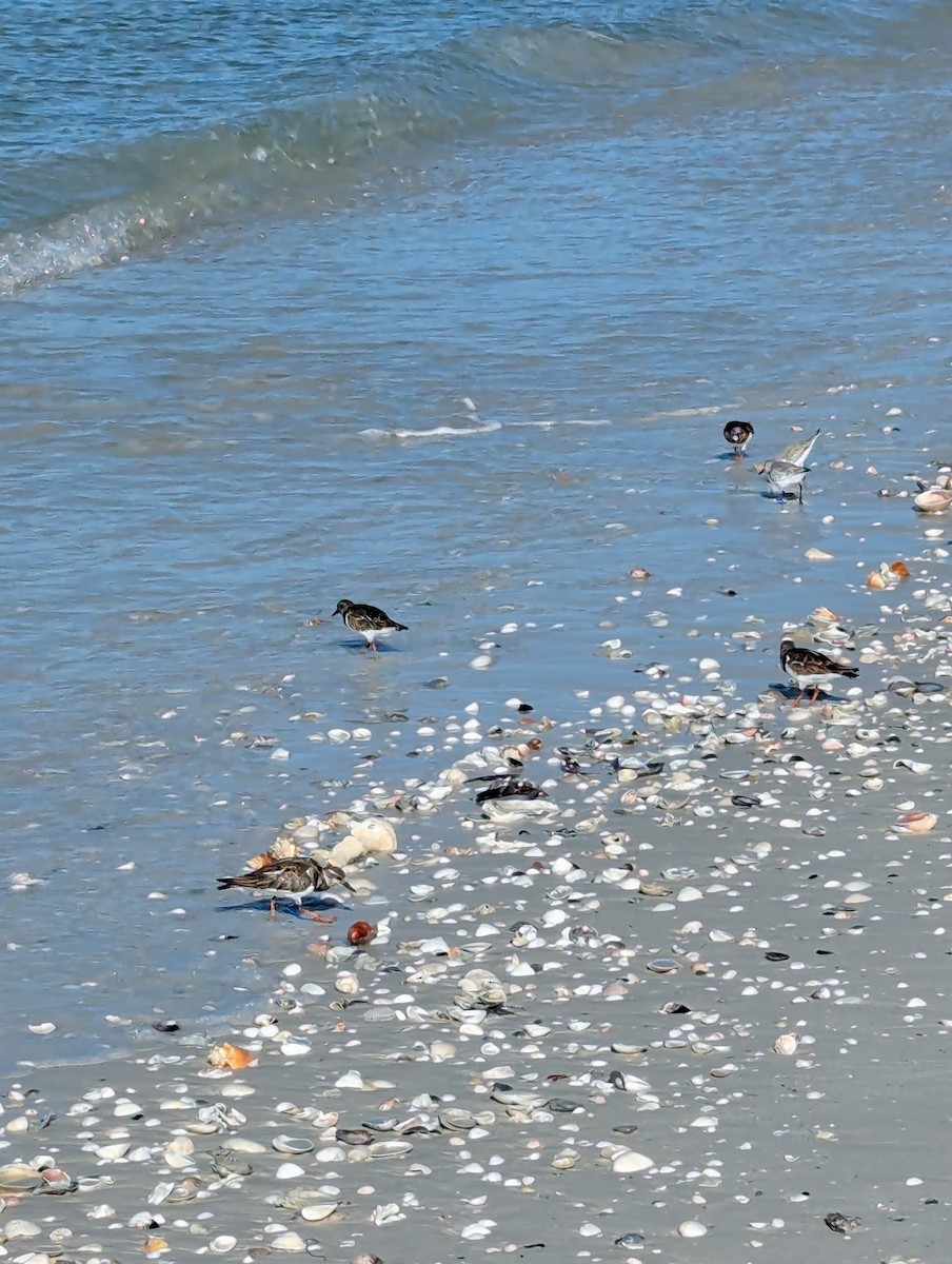 Ruddy Turnstone - ML638298335