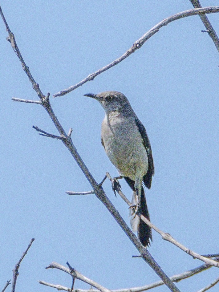Northern Mockingbird - ML638298339