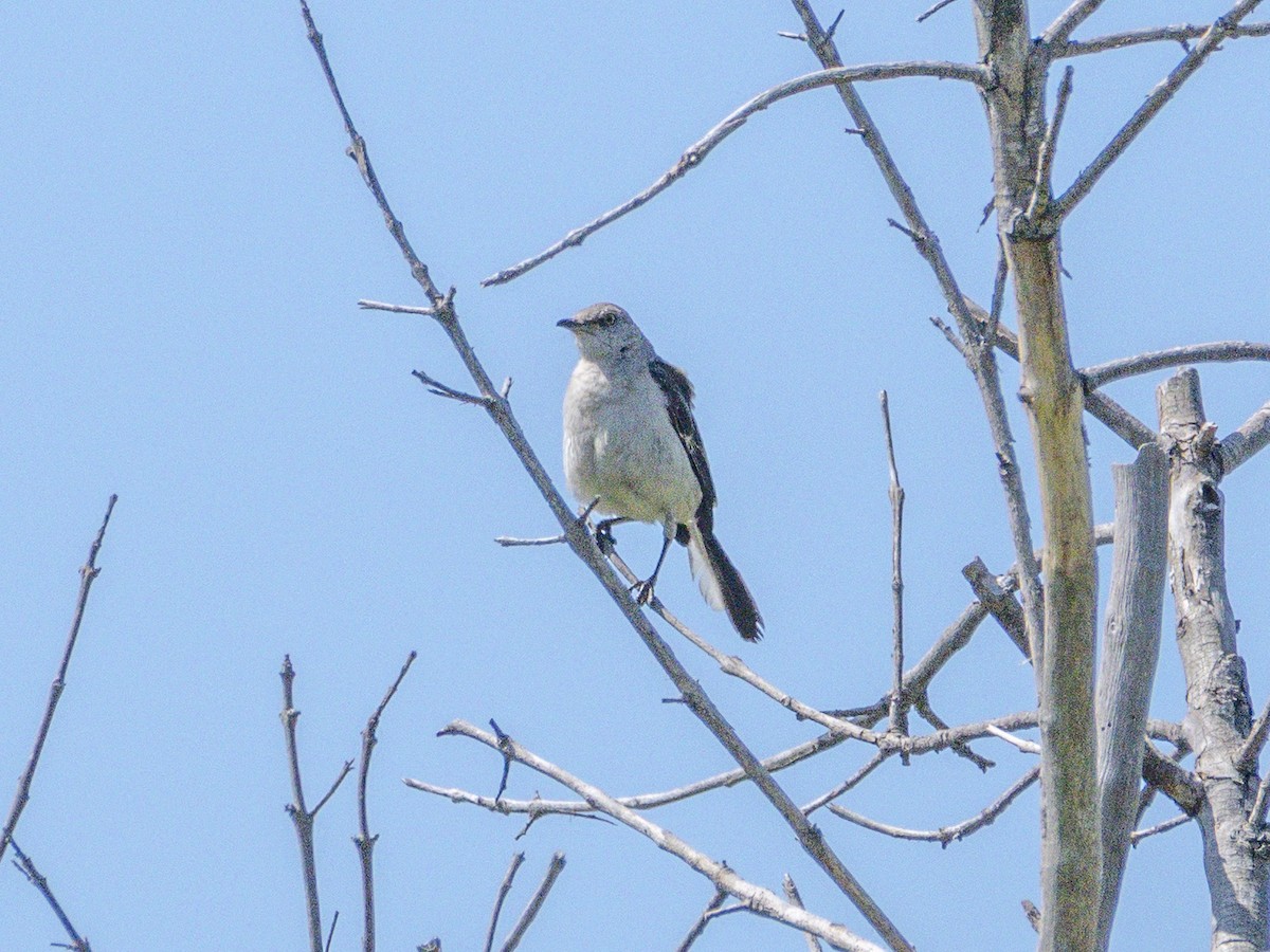 Northern Mockingbird - ML638298341