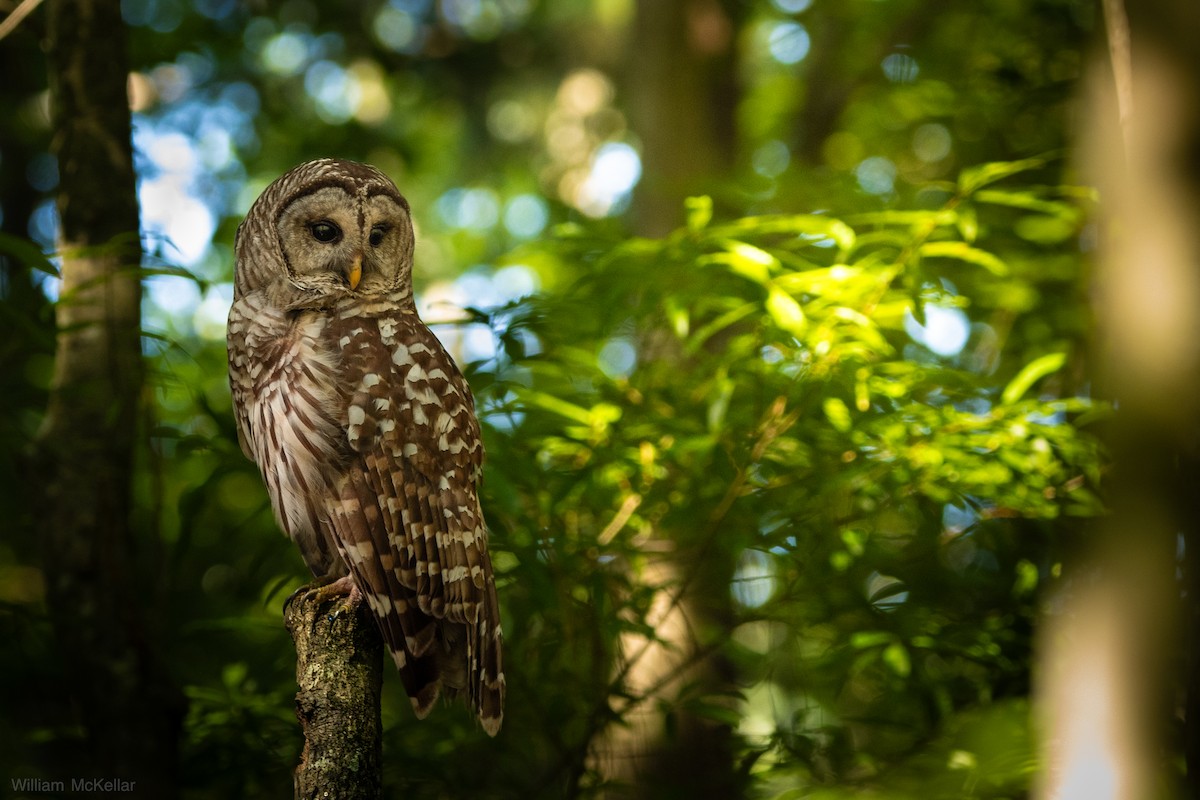 Barred Owl - ML638298349