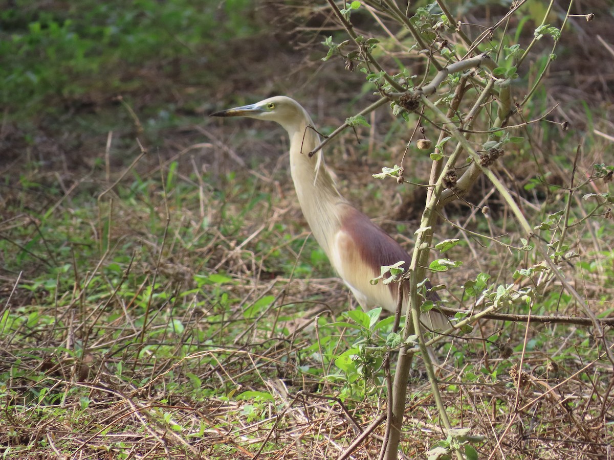 Indian Pond-Heron - ML638298350