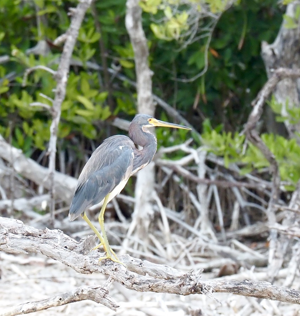Tricolored Heron - ML638298357