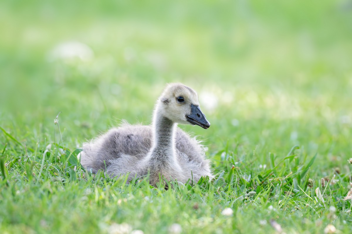 Canada Goose - ML638298373