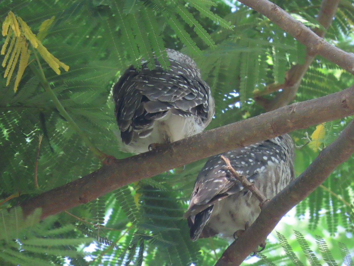Spotted Owlet - ML638298374