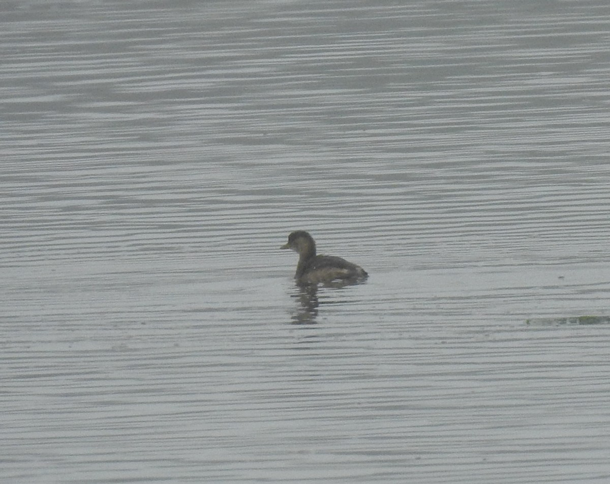 Little Grebe - ML638298380