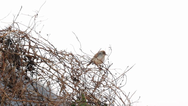 Tiny Cisticola - ML638298381
