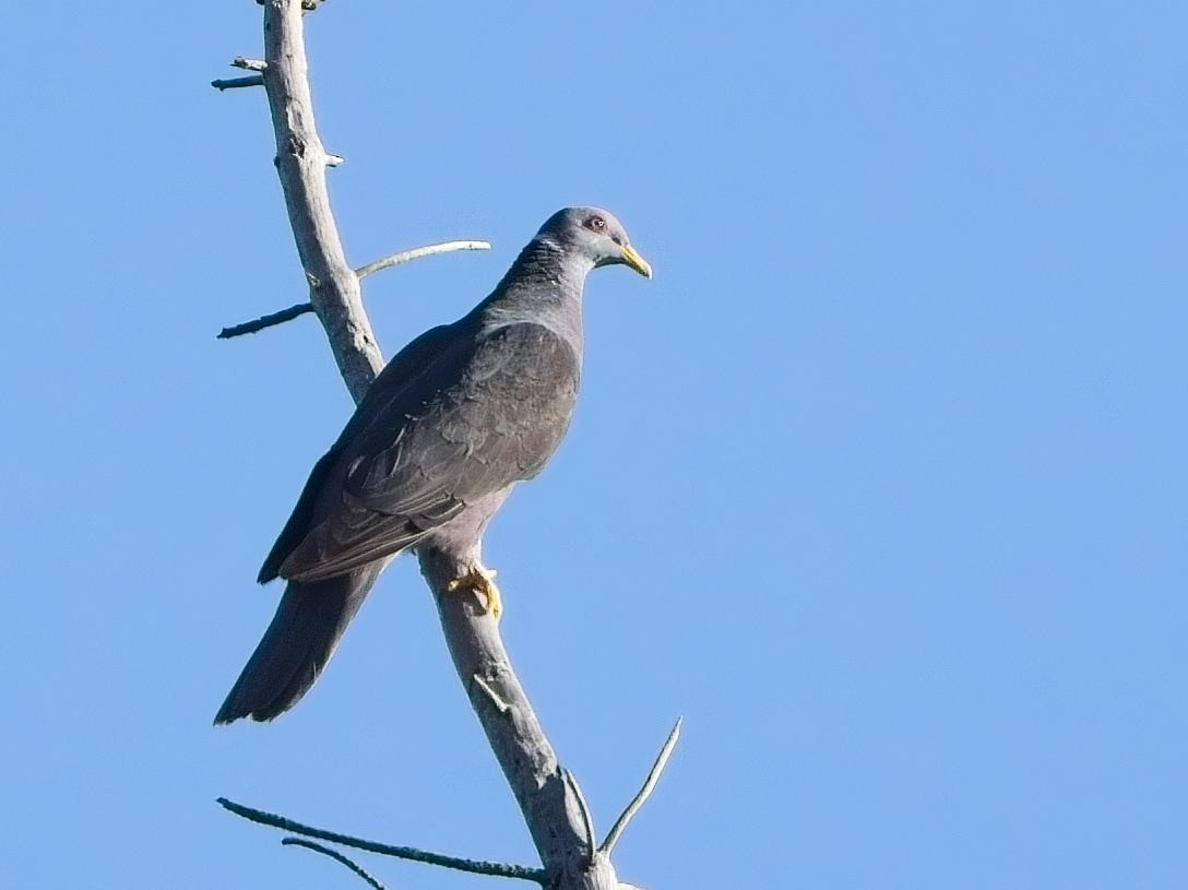 Band-tailed Pigeon (White-necked) - ML638298382