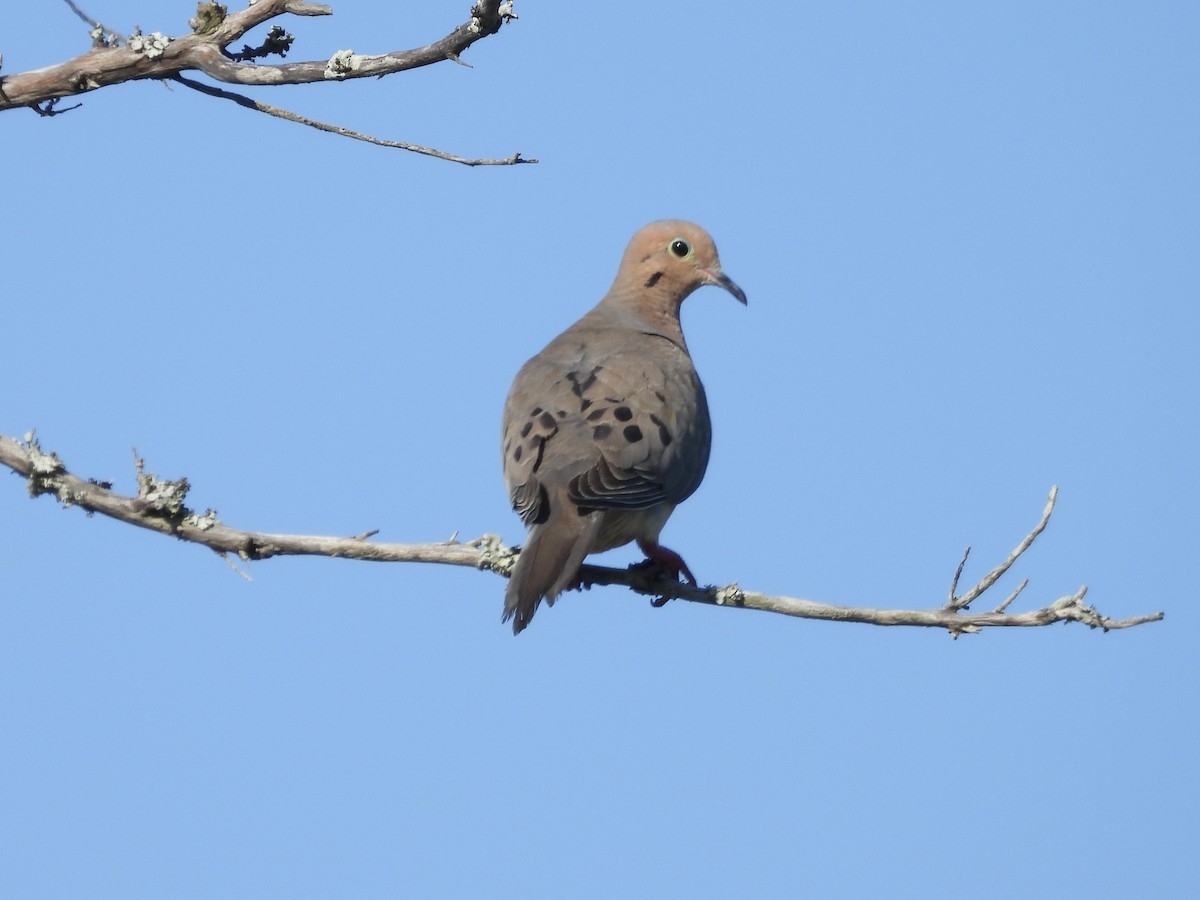Mourning Dove - ML638298390