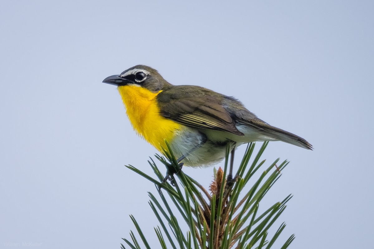 Yellow-breasted Chat - ML638298393