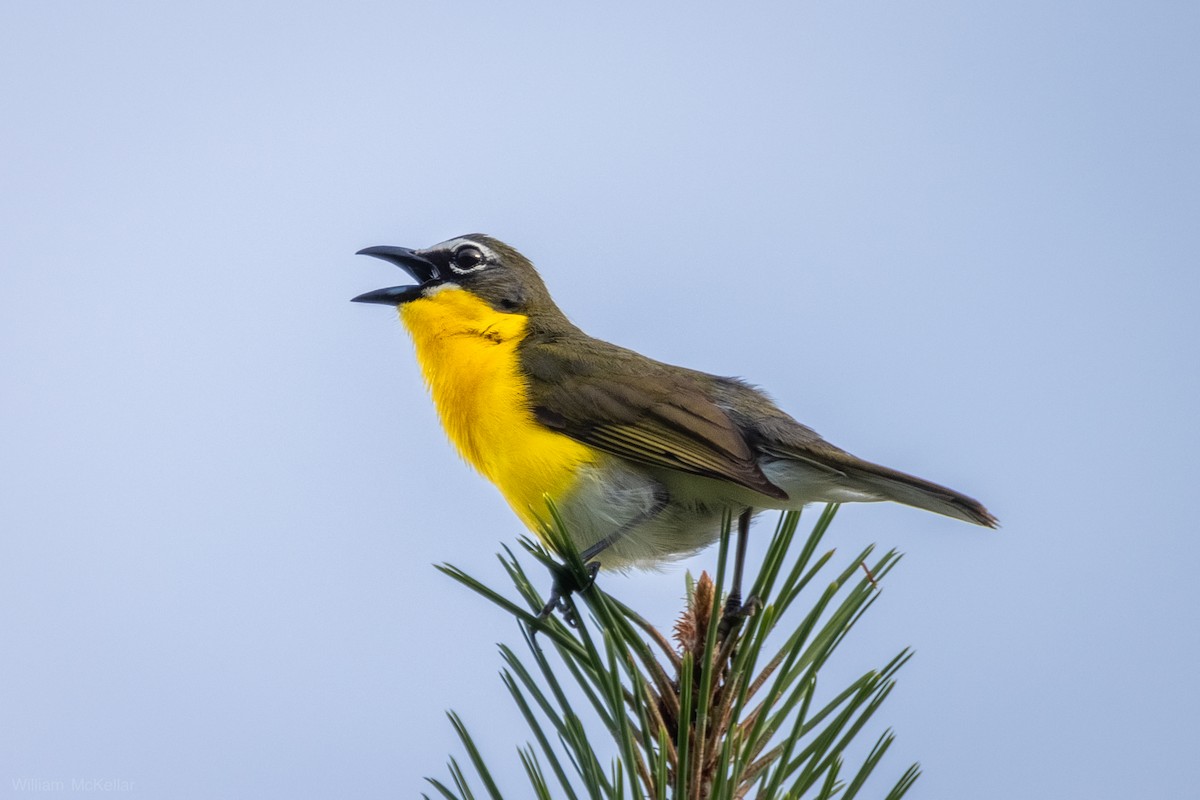 Yellow-breasted Chat - ML638298396