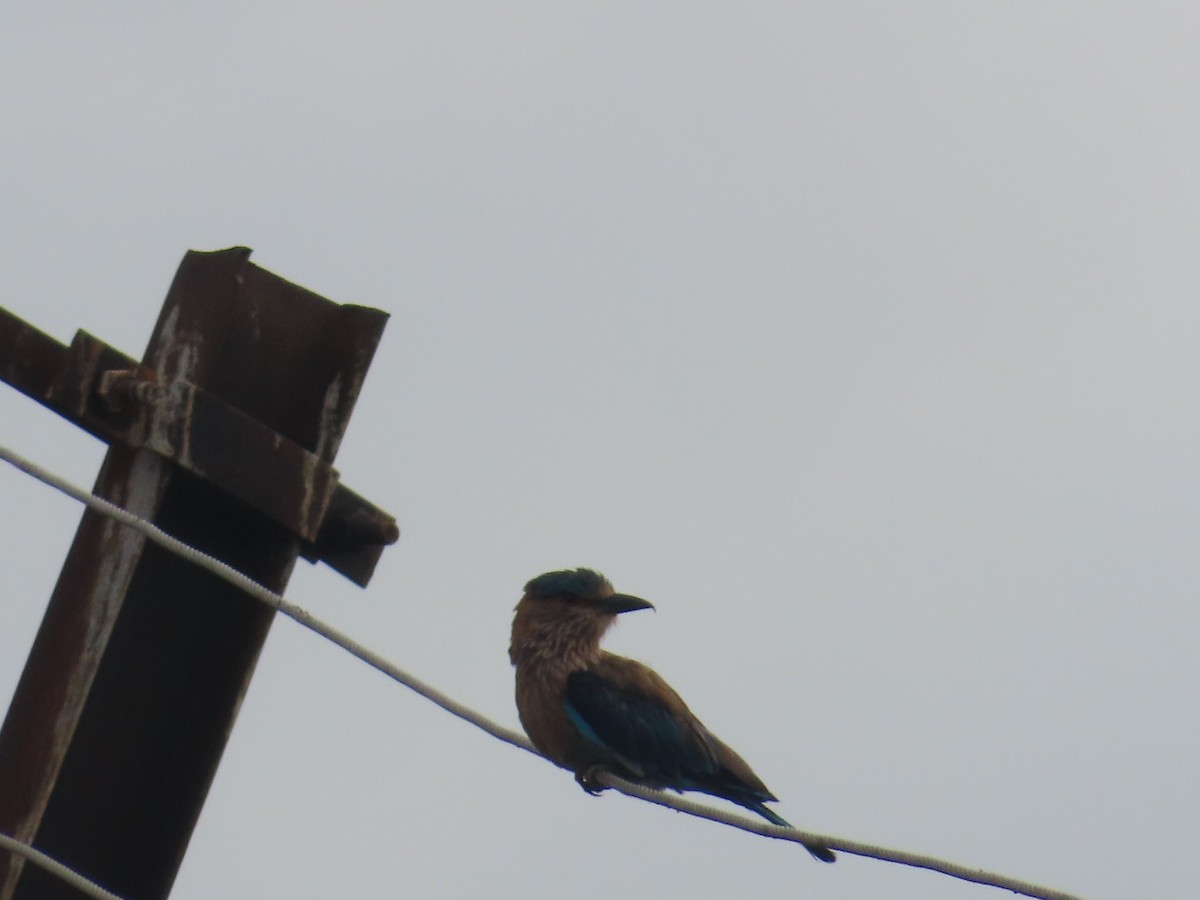 Indian Roller - ML638298397
