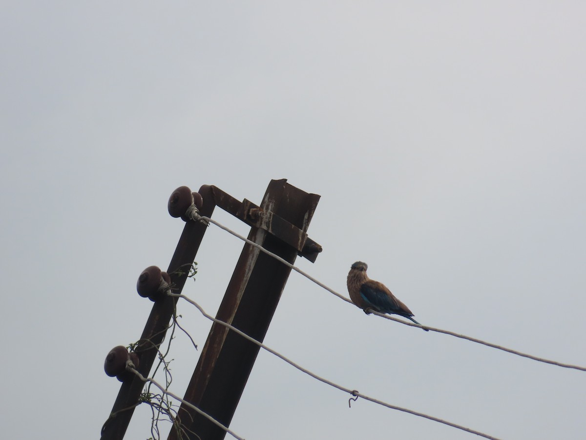 Indian Roller - ML638298398