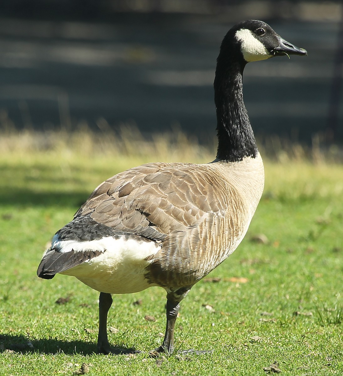 Canada Goose - ML638298405