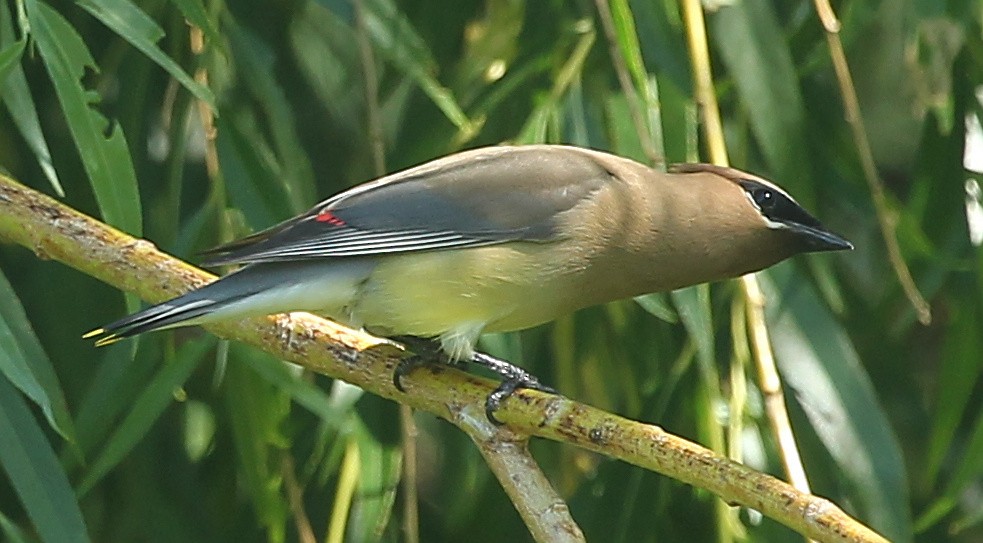 Cedar Waxwing - ML638298409
