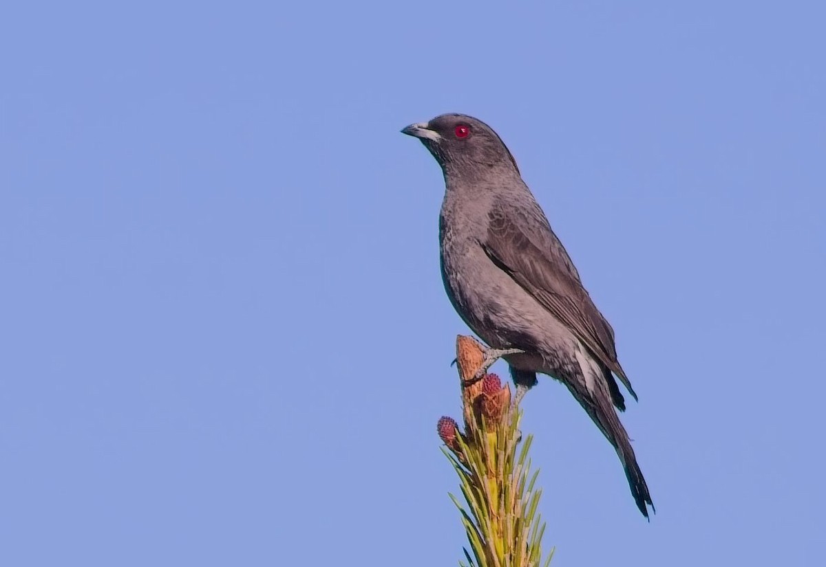 Red-crested Cotinga - ML638298416