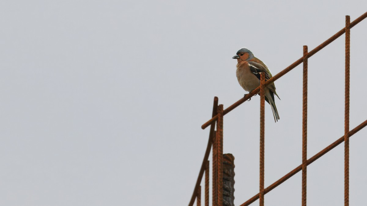 Common Chaffinch - ML638298417