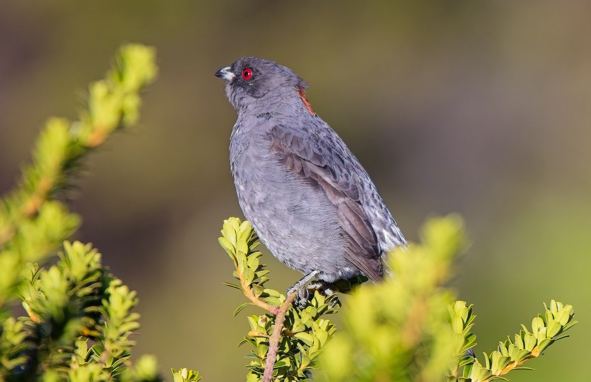 Red-crested Cotinga - ML638298418