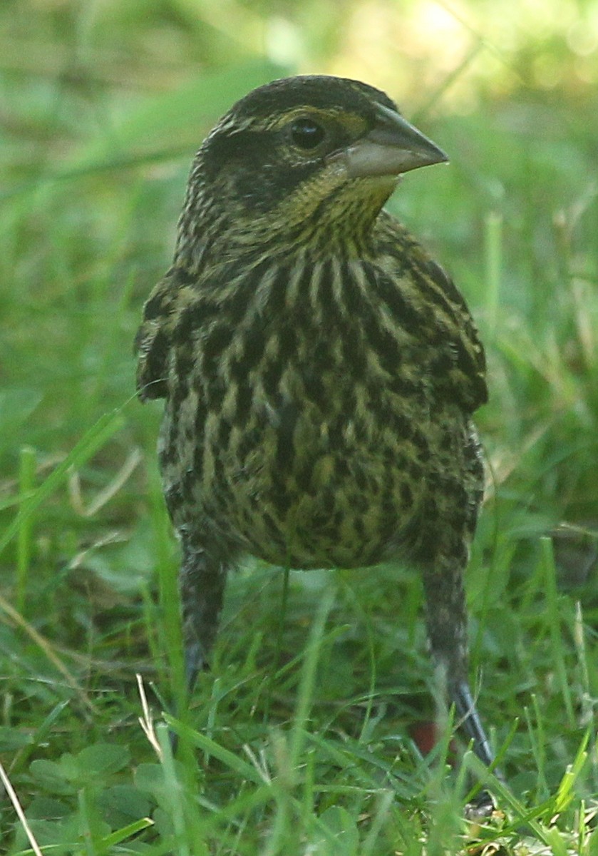 Red-winged Blackbird - ML638298419