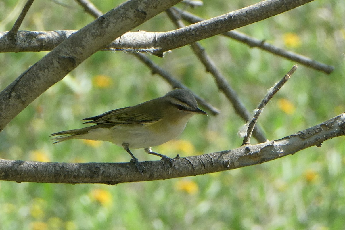 Red-eyed Vireo - ML638298420