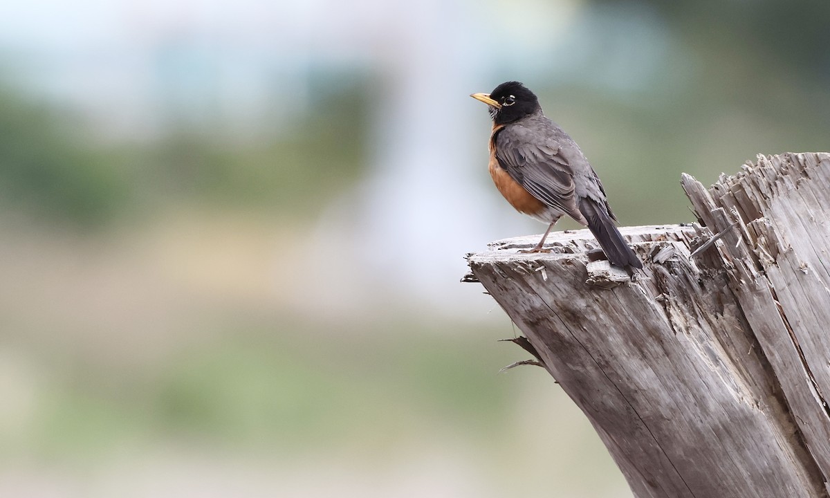 American Robin - ML638298421