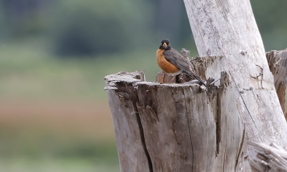 American Robin - ML638298422