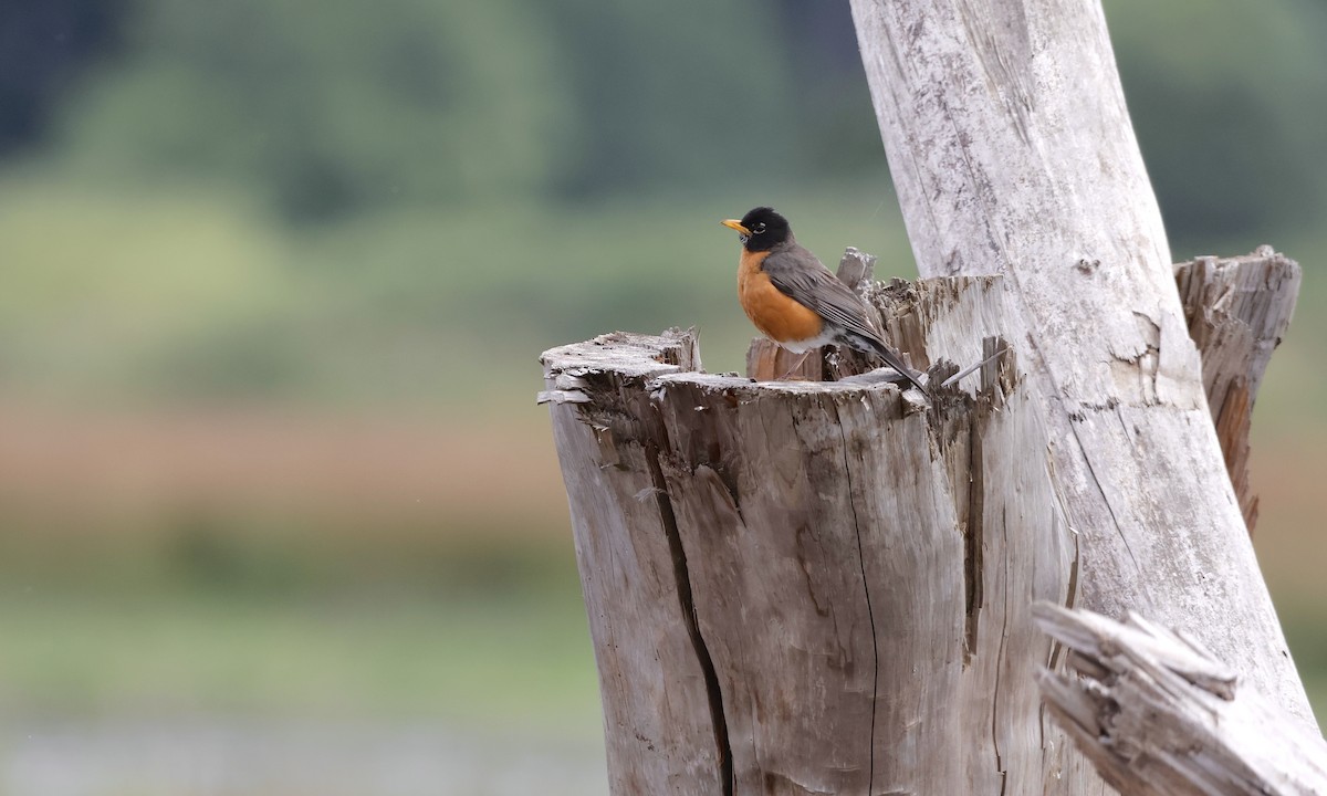 American Robin - ML638298423
