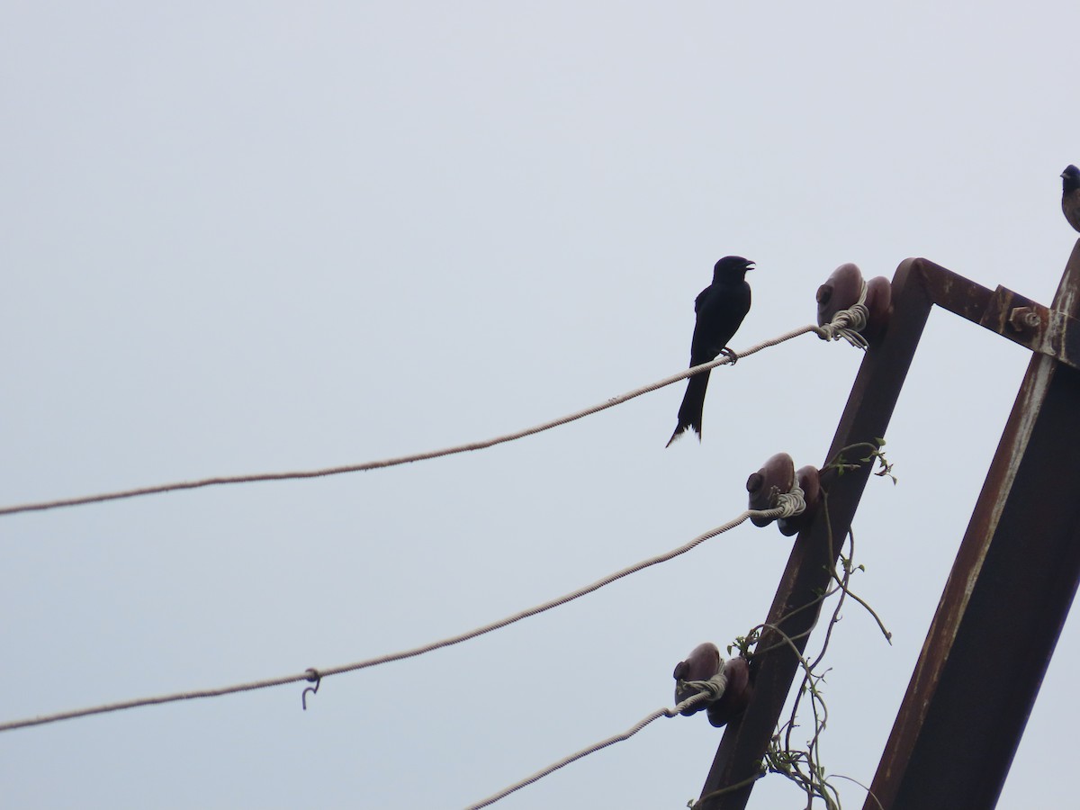 Black Drongo - ML638298424